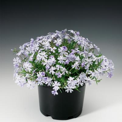 Phlox subulata Emerald Cushion Blue
