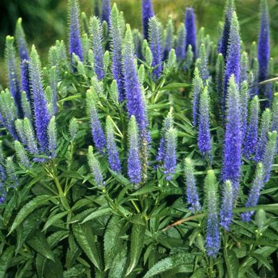 Veronica spicata Royal Candles