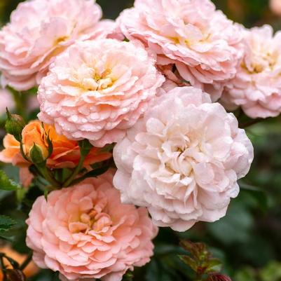 Rosa Apricot Drift&reg;