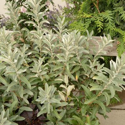 Salix candida Iceberg Alley&reg;