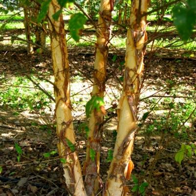 Betula nigra Dura Heat&reg;