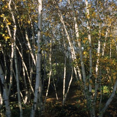Betula populifolia Whitespire