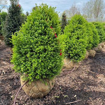 Buxus Green Mountain