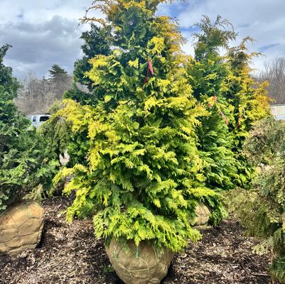 Chamaecyparis obtusa Crippsii