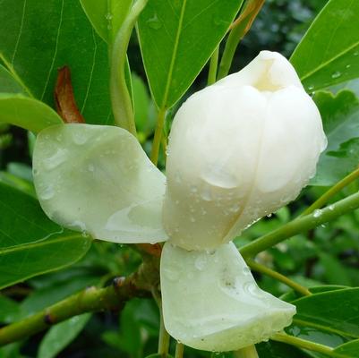 Magnolia virginiana Moonglow&reg;