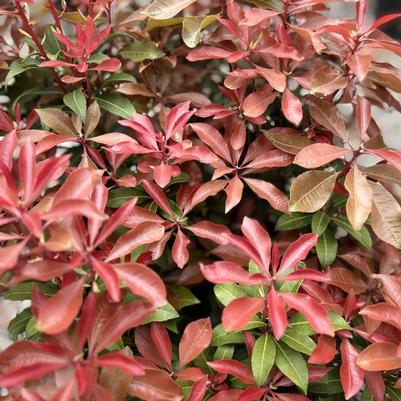 Pieris japonica Mountain Fire