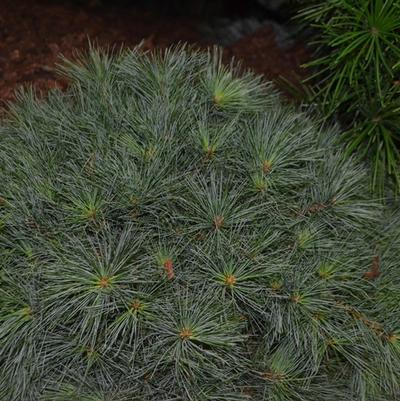 Pinus strobus Green Shadow
