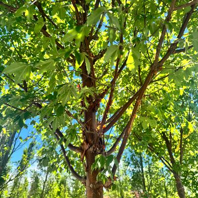 Acer griseum 