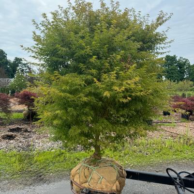 Acer palmatum var. dissectum Seiryu (Green Dragon)