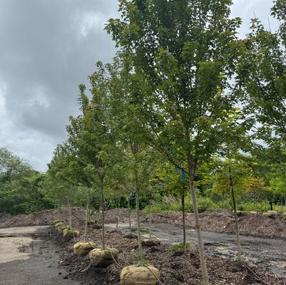 Acer rubrum Redpointe&reg;