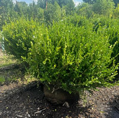 Buxus microphylla japonica Winter Gem