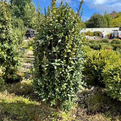 Buxus sempervirens Dee Runk