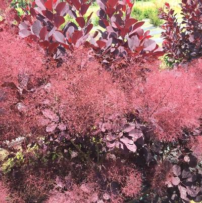 Cotinus coggygria Winecraft Black&reg;