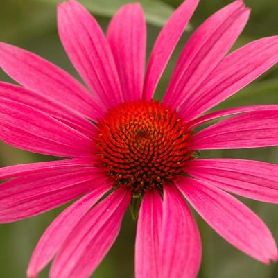Echinacea purpurea Ruby Star (Rubinstern)