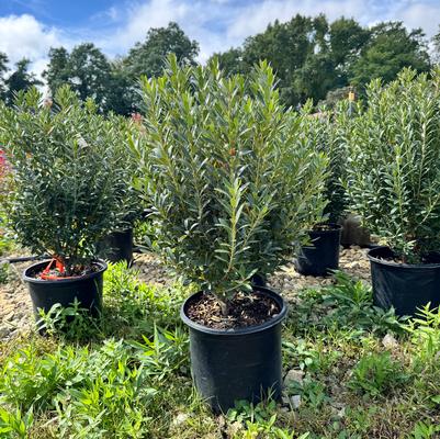 Ilex glabra Shamrock