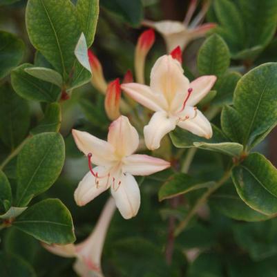 Azalea Weston's Lemon Drop