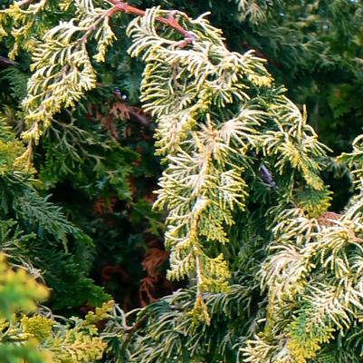 Chamaecyparis obtusa Fernspray
