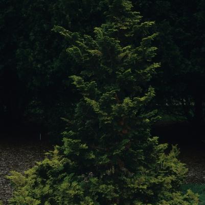 Chamaecyparis obtusa Breviramea