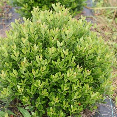 Ilex glabra Strongbox&reg;