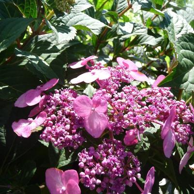 Hydrangea macrophylla Twist-n-Shout&reg;