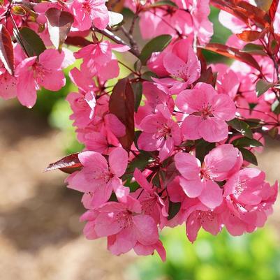 Malus Show Time&trade;