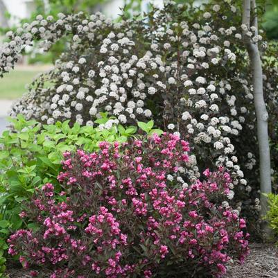 Physocarpus opulifolius Summer Wine&reg; 