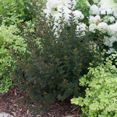 Physocarpus opulifolius Tiny Wine&reg; 