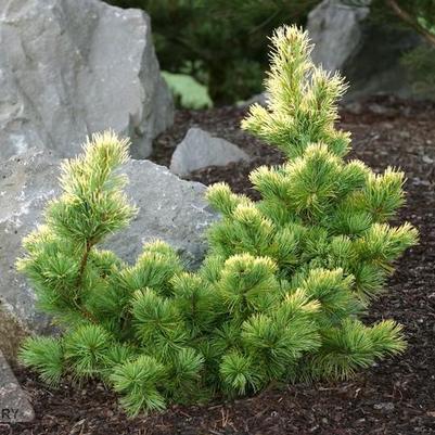 Pinus parviflora Goldilocks