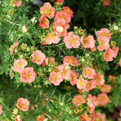Potentilla fruticosa Happy Face&reg;