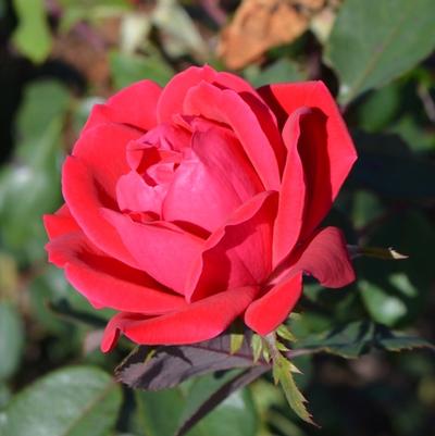 Rosa Knock Out&reg; Double