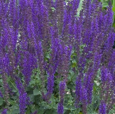 Salvia x sylvestris East Friesland (Ostfriesland)