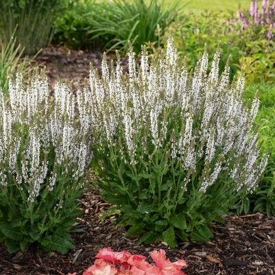 Salvia nemorosa Snow Hill