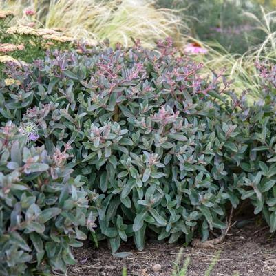 Sedum Rock 'N Grow&reg; Tiramisu
