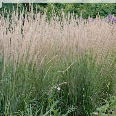Calamagrostis acutiflora Karl Foerster
