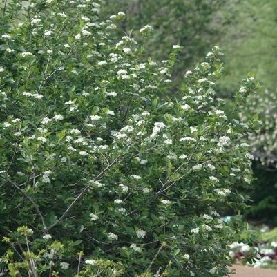Aronia melanocarpa 