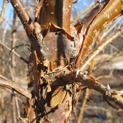 Chionanthus retusus 