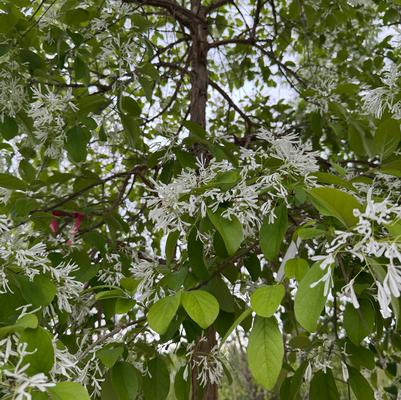 Chionanthus virginicus 