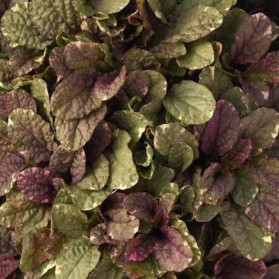 Ajuga reptans Burgundy Glow