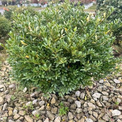 Ilex crenata Hoogendorn