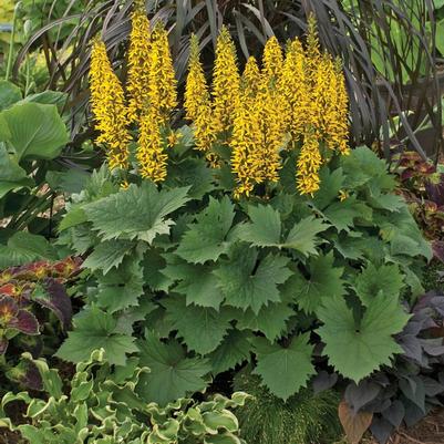 Ligularia Bottle Rocket