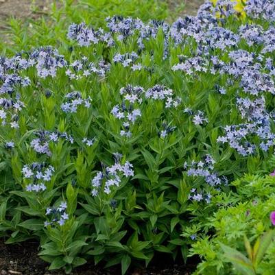 Amsonia Blue Ice