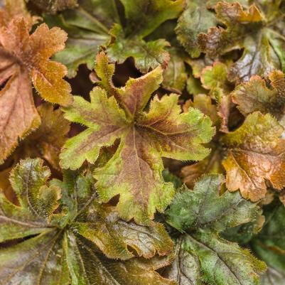 Heucherella Fun and Games&reg; Hopscotch