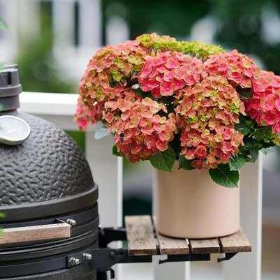 Hydrangea macrophylla Magical&reg; Greenfire&trade;