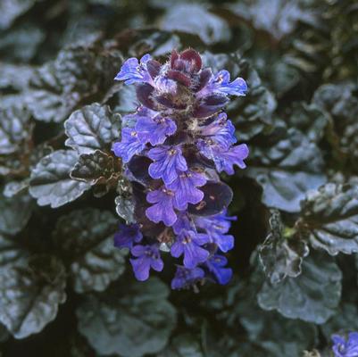 Ajuga reptans Walberton's&reg; Black Scallop