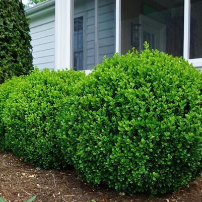 Buxus NewGen Freedom&reg;