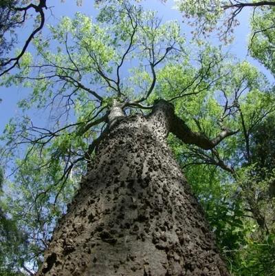 Celtis laevigata 