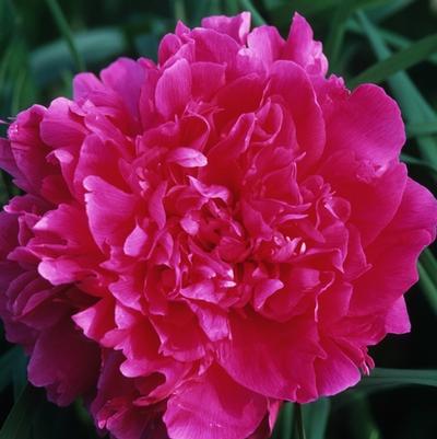 Paeonia lactiflora Felix Supreme