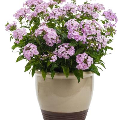 Phlox Opening Act Blush