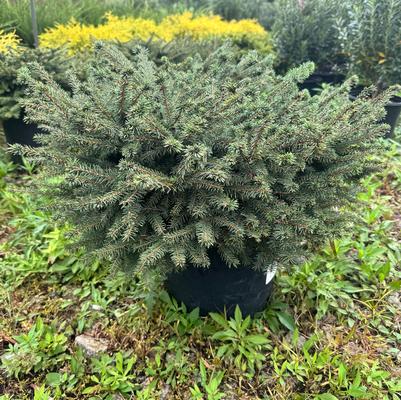 Picea abies Nidiformis