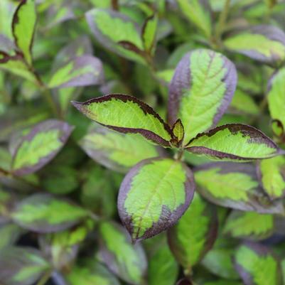 Weigela florida Vinho Verde&trade;